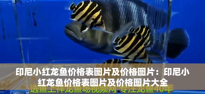 印尼小紅龍魚價(jià)格表圖片及價(jià)格圖片：印尼小紅龍魚價(jià)格表圖片及價(jià)格圖片大全