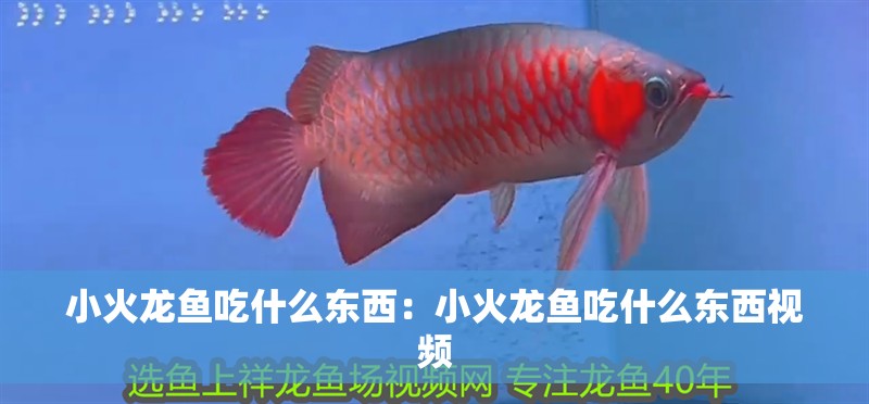 小火龍魚吃什么東西：小火龍魚吃什么東西視頻