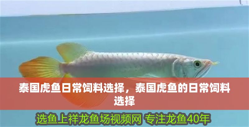 泰國虎魚日常飼料選擇，泰國虎魚的日常飼料選擇