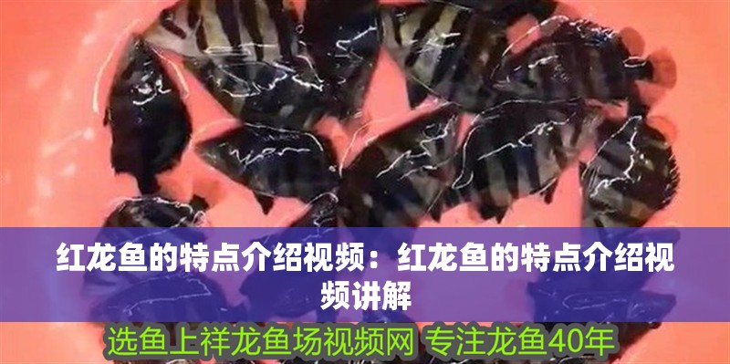 紅龍魚的特點介紹視頻：紅龍魚的特點介紹視頻講解