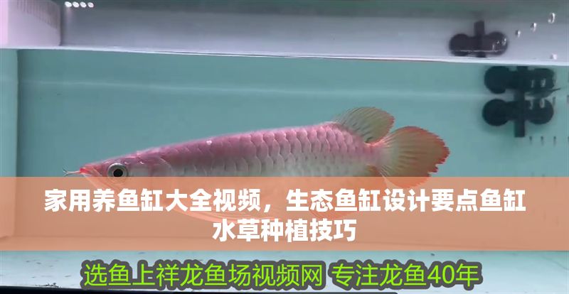 家用養(yǎng)魚缸大全視頻，生態(tài)魚缸設(shè)計(jì)要點(diǎn)魚缸水草種植技巧
