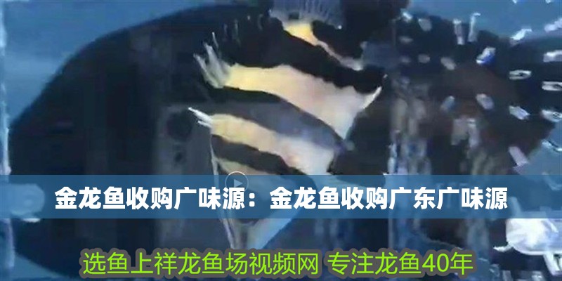 金龍魚收購廣味源：金龍魚收購廣東廣味源