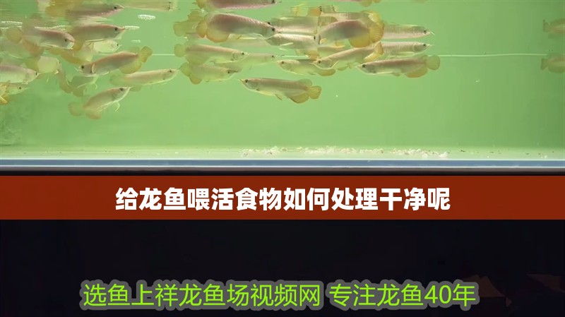 給龍魚喂活食物如何處理干凈呢 龍魚百科 第1張 給龍魚喂活食物如何處理干凈呢 給龍魚喂活食物如何處理干凈呢 龍魚百科 第1張
