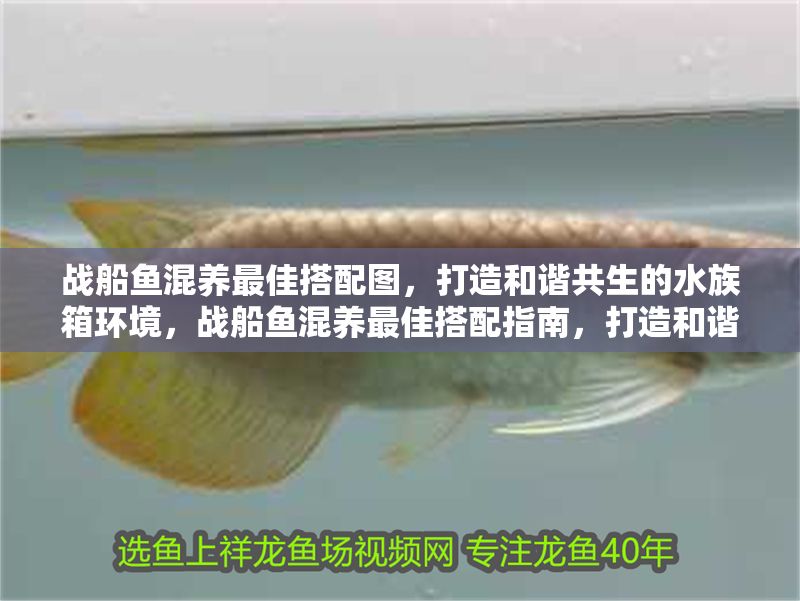 戰船魚混養最佳搭配圖，打造和諧共生的水族箱環境，戰船魚混養最佳搭配指南，打造和諧共生的水族箱環境