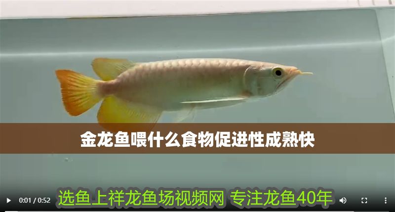 金龍魚喂什么食物促進(jìn)性成熟快