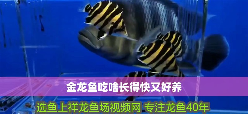 金龍魚吃啥長得快又好養