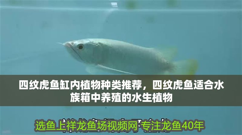 四紋虎魚缸內(nèi)植物種類推薦，四紋虎魚適合水族箱中養(yǎng)殖的水生植物