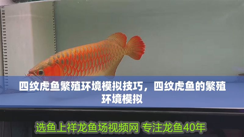 四紋虎魚繁殖環(huán)境模擬技巧，四紋虎魚的繁殖環(huán)境模擬