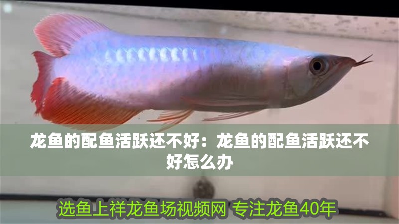 龍魚的配魚活躍還不好：龍魚的配魚活躍還不好怎么辦