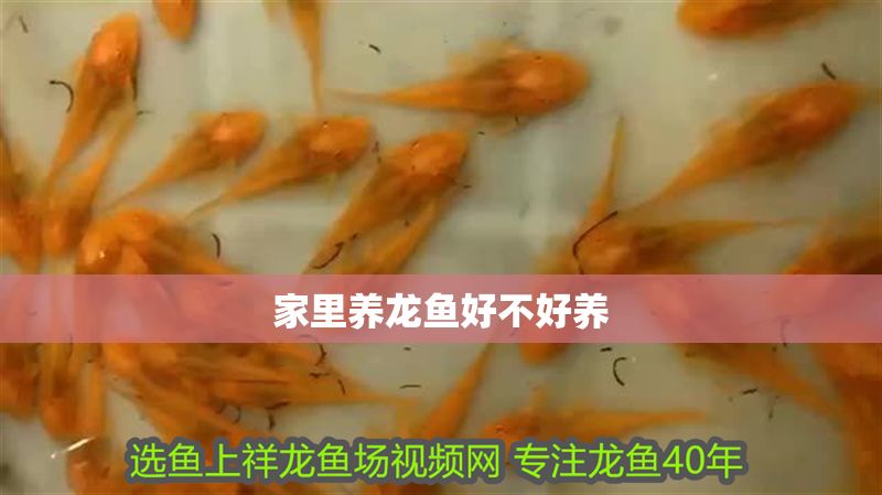家里養(yǎng)龍魚好不好養(yǎng)