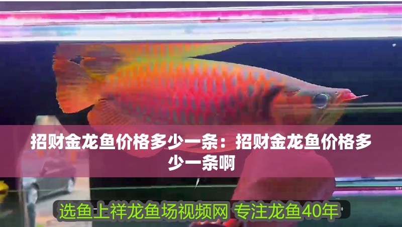 招財金龍魚價格多少一條：招財金龍魚價格多少一條啊