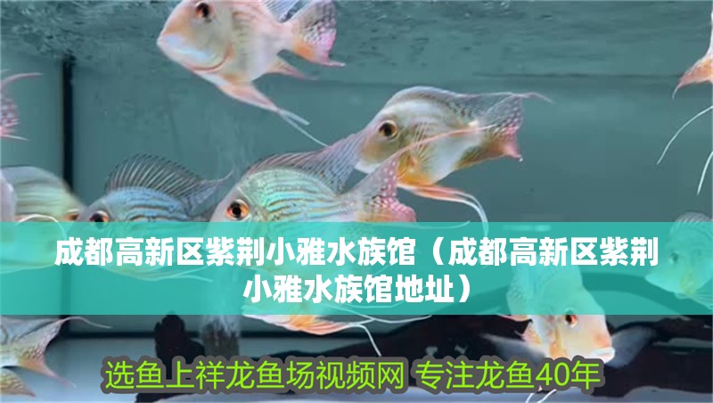 成都高新區紫荊小雅水族館（成都高新區紫荊小雅水族館地址）