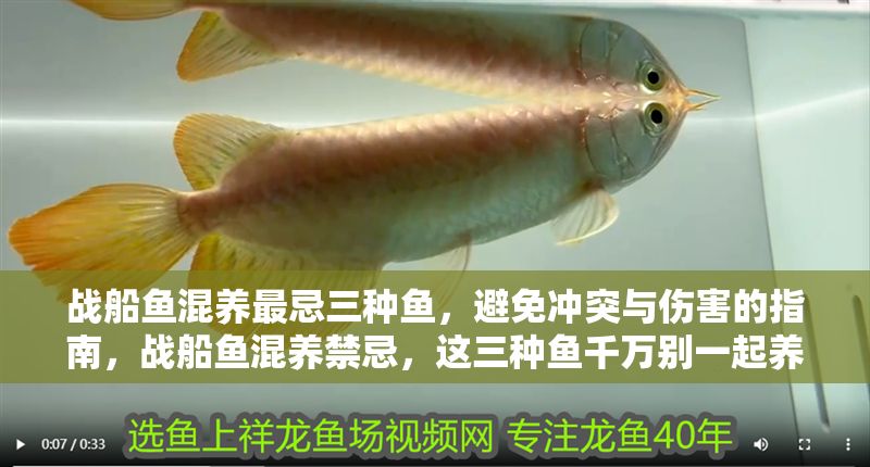 戰船魚混養最忌三種魚，避免沖突與傷害的指南，戰船魚混養禁忌，這三種魚千萬別一起養！ 戰船魚混養最忌三種魚，避免沖突與傷害的指南，戰船魚混養禁忌，這三種魚千萬別一起養！ 龍魚百科 第1張