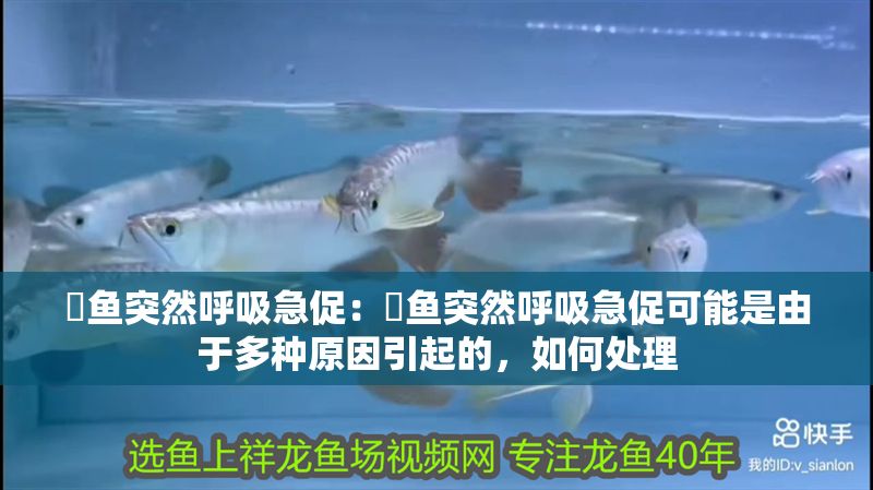 魟魚突然呼吸急促：魟魚突然呼吸急促可能是由于多種原因引起的，如何處理