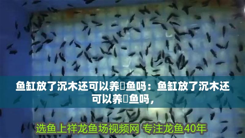 魚缸放了沉木還可以養魟魚嗎：魚缸放了沉木還可以養魟魚嗎，