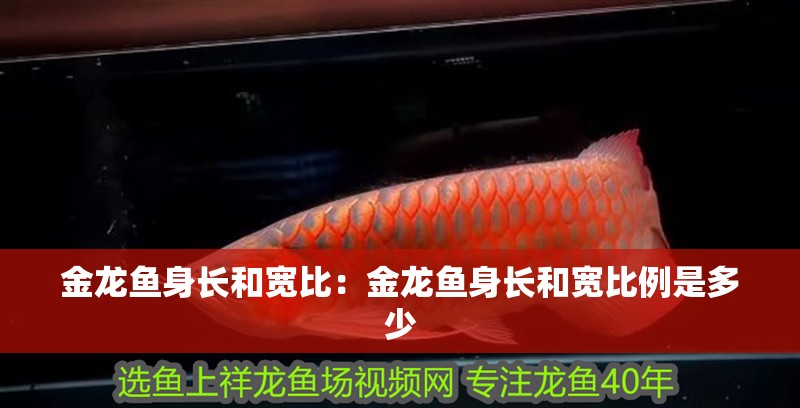 金龍魚身長和寬比：金龍魚身長和寬比例是多少