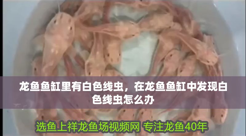 龍魚魚缸里有白色線蟲，在龍魚魚缸中發現白色線蟲怎么辦