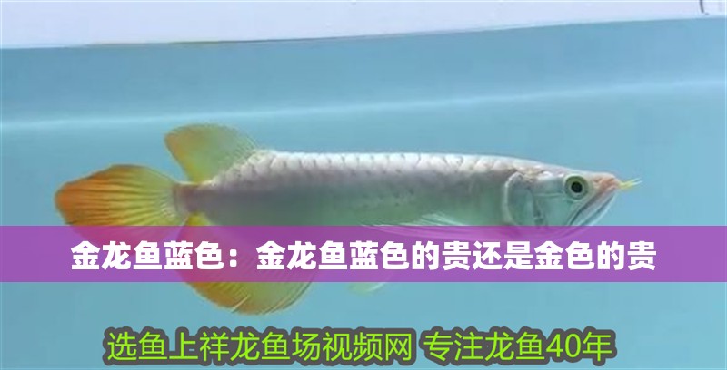 金龍魚藍色：金龍魚藍色的貴還是金色的貴