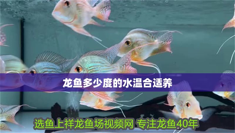 龍魚多少度的水溫合適養 龍魚多少度的水溫合適養 龍魚百科 第2張