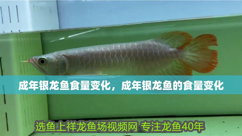 成年銀龍魚食量變化，成年銀龍魚的食量變化