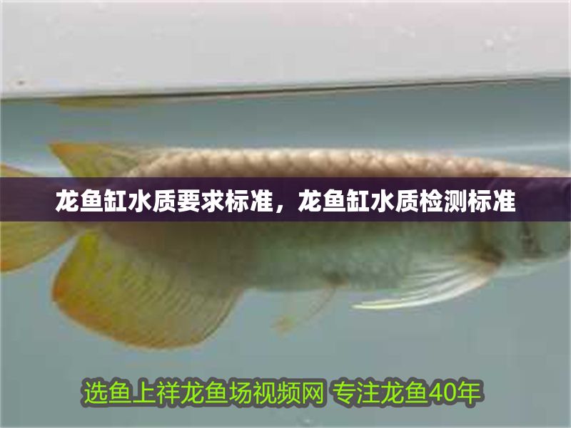龍魚缸水質要求標準，龍魚缸水質檢測標準