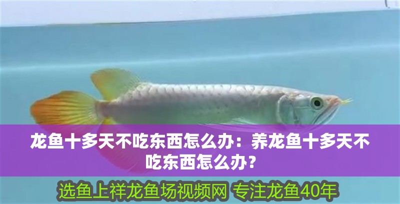 龍魚十多天不吃東西怎么辦：養龍魚十多天不吃東西怎么辦？
