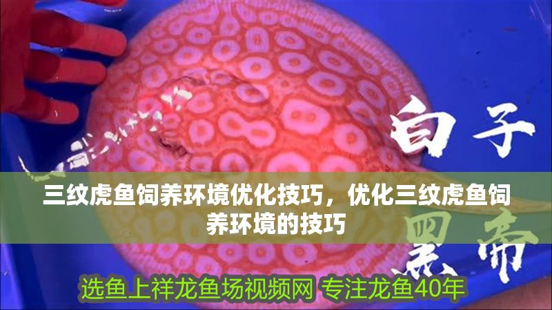 三紋虎魚飼養環境優化技巧，優化三紋虎魚飼養環境的技巧