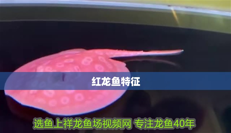 紅龍魚特征