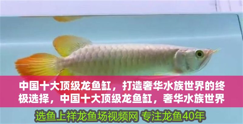 中國十大頂級龍魚缸，打造奢華水族世界的終極選擇，中國十大頂級龍魚缸，奢華水族世界的終極之選