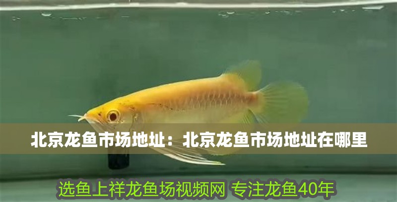 北京龍魚市場地址：北京龍魚市場地址在哪里