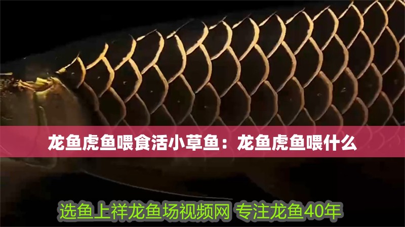 龍魚虎魚喂食活小草魚：龍魚虎魚喂什么