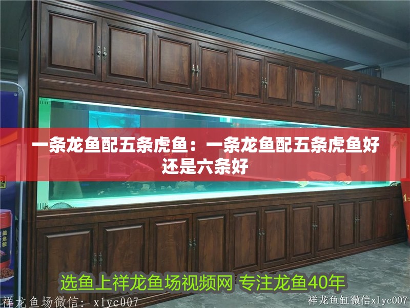 一條龍魚配五條虎魚：一條龍魚配五條虎魚好還是六條好