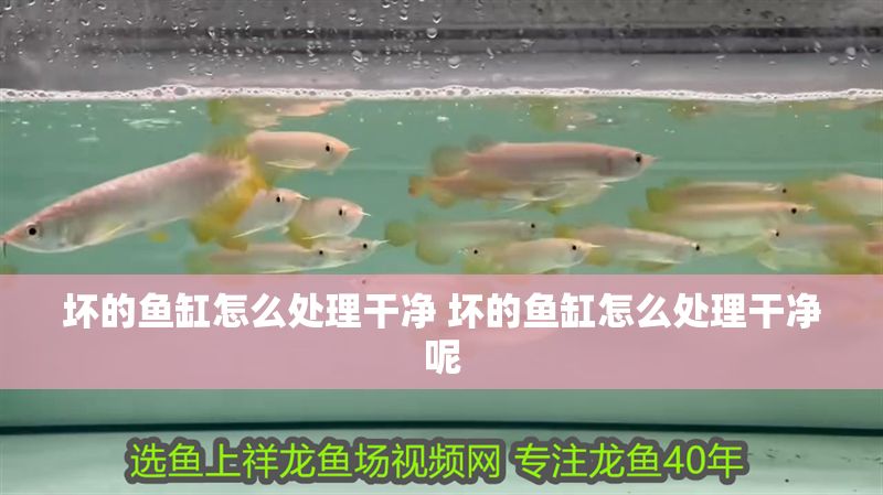 壞的魚缸怎么處理干凈 壞的魚缸怎么處理干凈呢