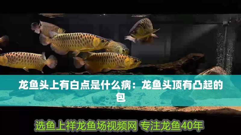 龍魚頭上有白點是什么?。糊堲~頭頂有凸起的包