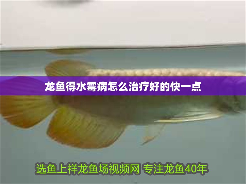 龍魚得水霉病怎么治療好的快一點