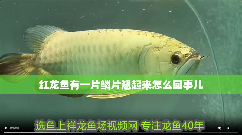 紅龍魚有一片鱗片翹起來怎么回事兒