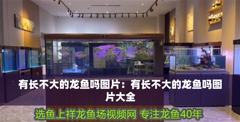 有長不大的龍魚嗎圖片：有長不大的龍魚嗎圖片大全