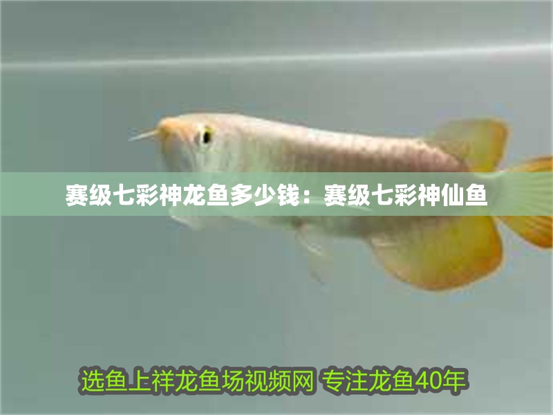 賽級七彩神龍魚多少錢：賽級七彩神仙魚