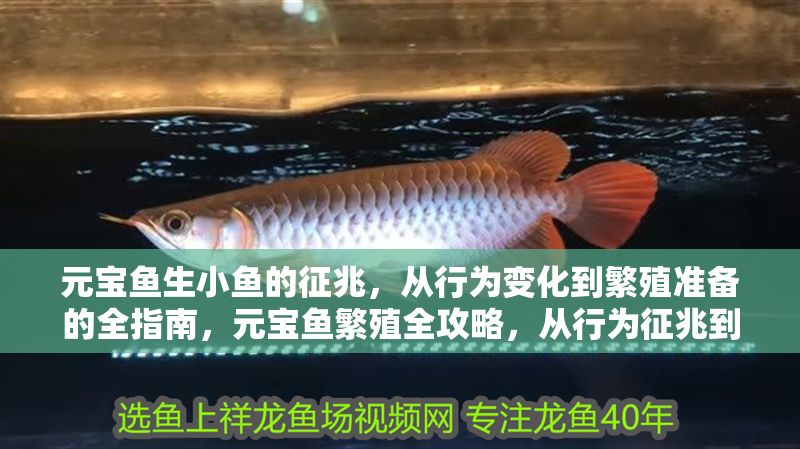 元寶魚生小魚的征兆，從行為變化到繁殖準備的全指南，元寶魚繁殖全攻略，從行為征兆到產(chǎn)前準備的完整指南