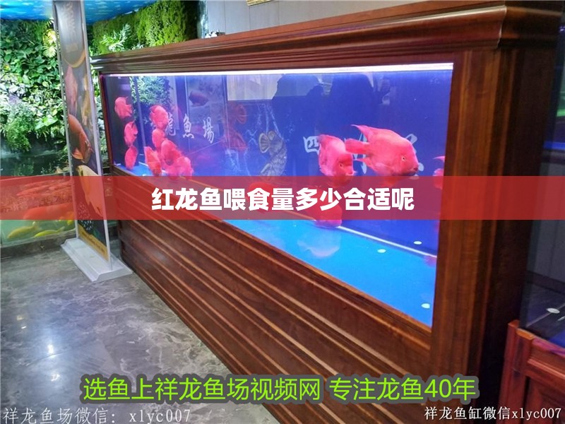 紅龍魚喂食量多少合適呢 龍魚百科 第2張 紅龍魚喂食量多少合適呢 紅龍魚喂食量多少合適呢 龍魚百科 第2張