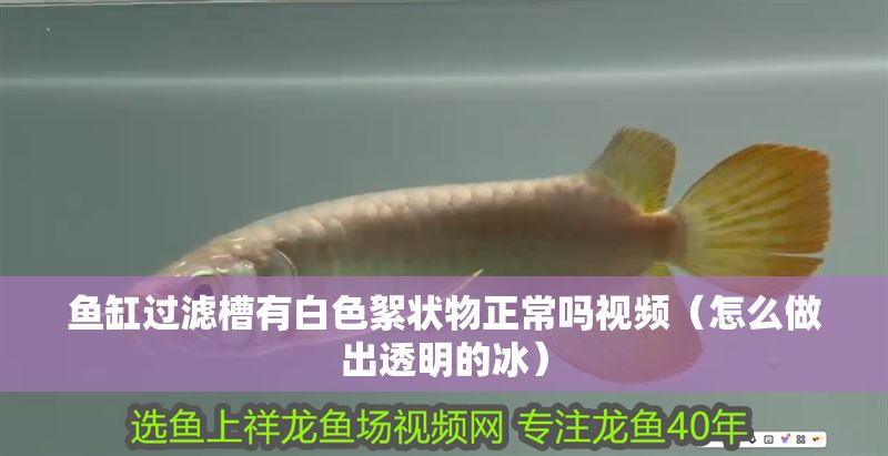 魚缸過濾槽有白色絮狀物正常嗎視頻(怎么做出透明的冰) 魚缸百科 第1張 魚缸過濾槽有白色絮狀物正常嗎視頻(怎么做出透明的冰) 魚缸過濾槽有白色絮狀物正常嗎視頻(怎么做出透明的冰) 魚缸百科 第1張