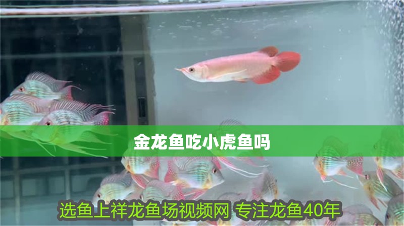 金龍魚吃小虎魚嗎