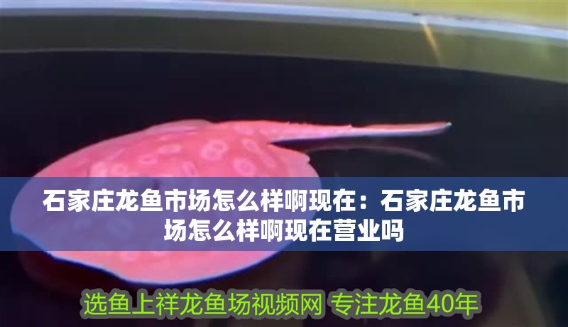 石家莊龍魚市場怎么樣啊現在：石家莊龍魚市場怎么樣啊現在營業嗎