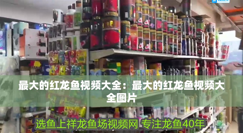 最大的紅龍魚視頻大全：最大的紅龍魚視頻大全圖片