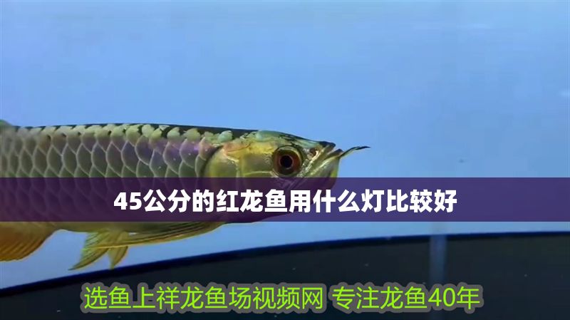 45公分的紅龍魚用什么燈比較好