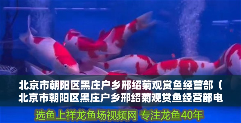 北京市朝陽區黑莊戶鄉邢紹菊觀賞魚經營部（北京市朝陽區黑莊戶鄉邢紹菊觀賞魚經營部電話） 北京市朝陽區黑莊戶鄉邢紹菊觀賞魚經營部（北京市朝陽區黑莊戶鄉邢紹菊觀賞魚經營部電話） 全國水族館企業名錄 第1張