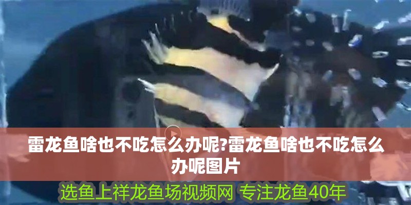 雷龍魚啥也不吃怎么辦呢?雷龍魚啥也不吃怎么辦呢圖片
