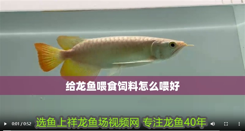 給龍魚喂食飼料怎么喂好