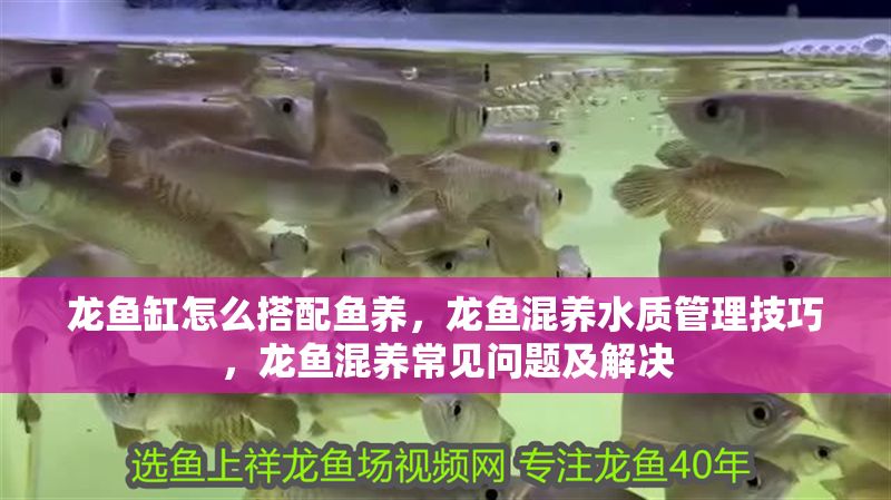 龍魚缸怎么搭配魚養，龍魚混養水質管理技巧，龍魚混養常見問題及解決