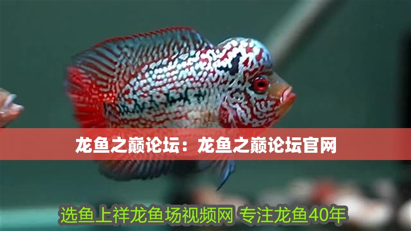 龍魚之巔論壇：龍魚之巔論壇官網